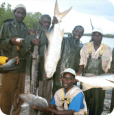 Five Senegalese fishermen standing with their catch by a body of water. The fish are large, about half the size of a person.